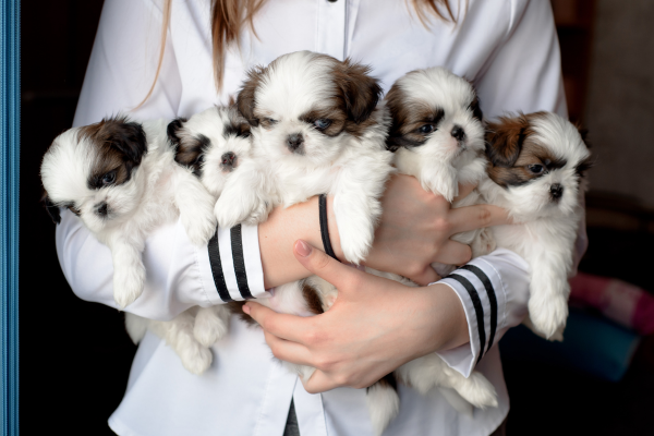 Chovatelka Shih-Tzu 